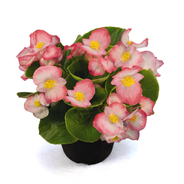 Leduspuķes Print Plus Blush