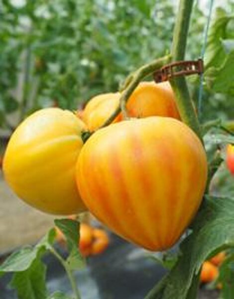 Tomāti Gourmansun F1