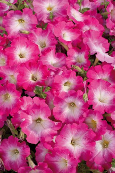 Petūnijas Pink Morn