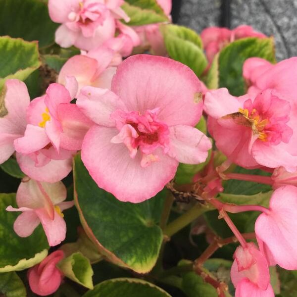 Leduspuķes Fiona Pink F1