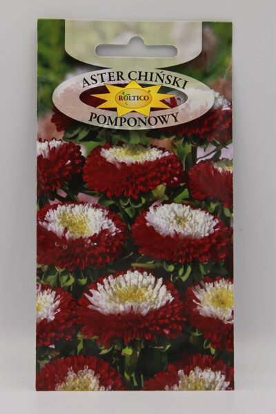 Asteres Ķīnas pomponu 