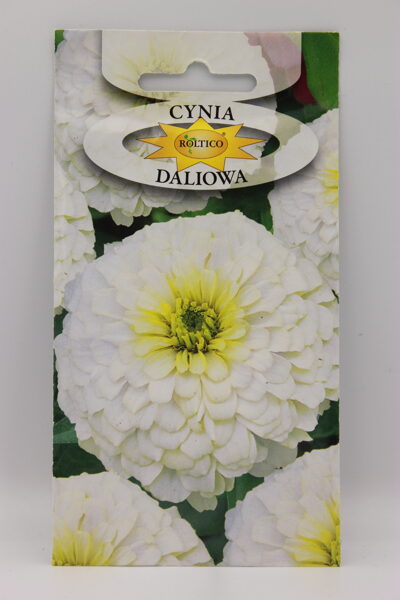 Cinijas dālijziedu baltas