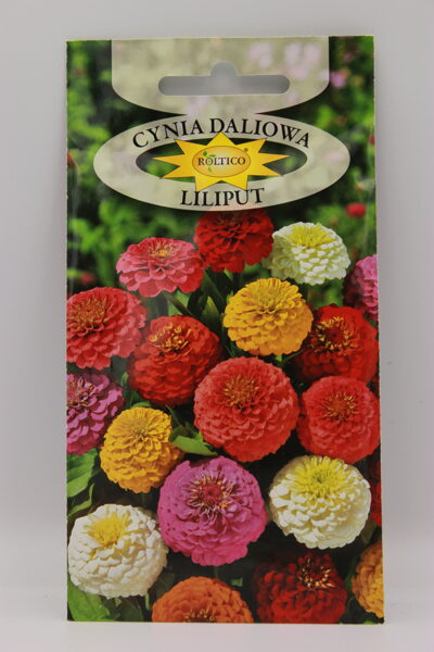 Cinijas dālijziedu Liliput