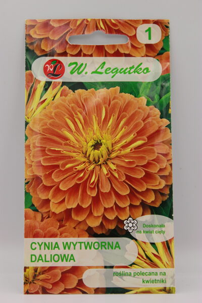 Cinijas dālijziedu Eldorado