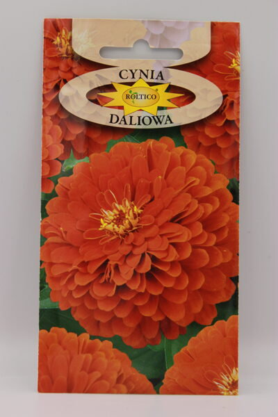 Cinijas dālijziedu Oranžas