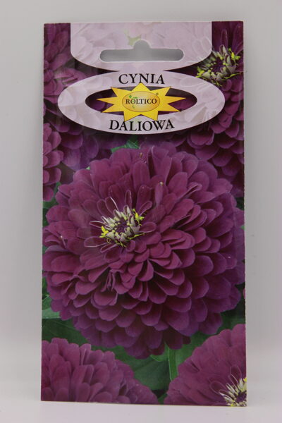 Cinijas dālijziedu violētas