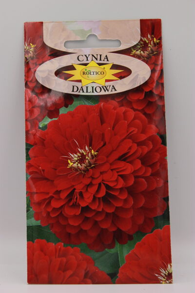 Cinijas dālijziedu sarkanas