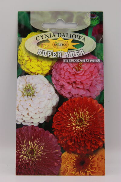 Cinijas dālijziedu Super Yoga