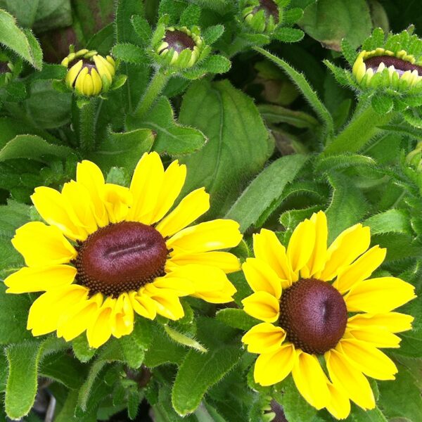 Rudbekijas Toto Lemon