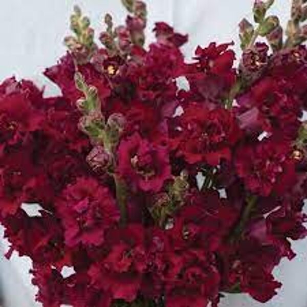 Lauvmutītes Madame Butterfly Red