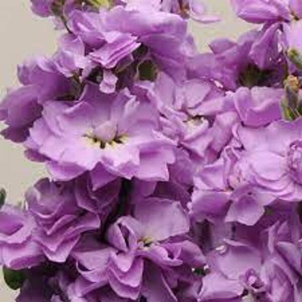 Lefkojas Katz Lavender Blue