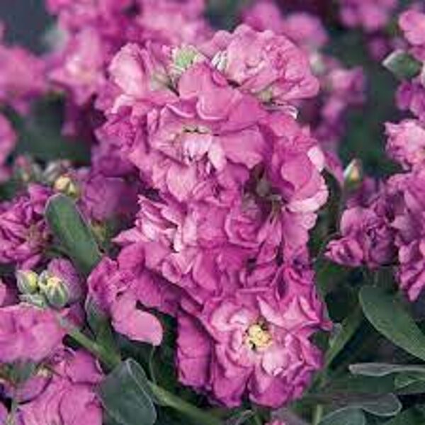 Lefkojas Vintage Lavender