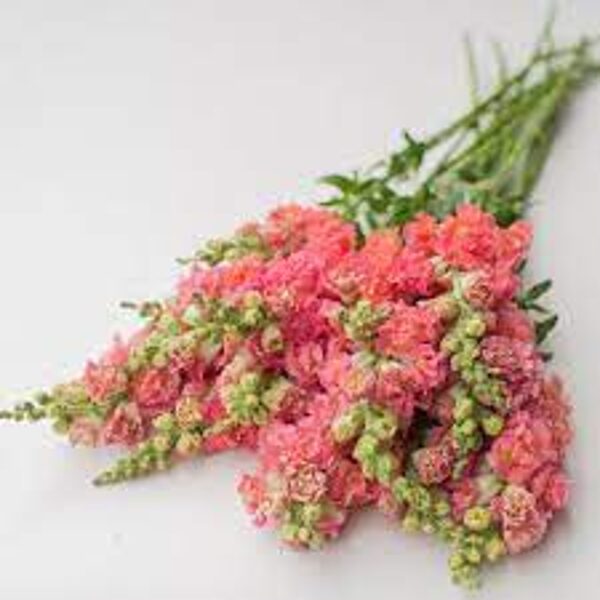 Lauvmutītes Madame Butterfly Pink