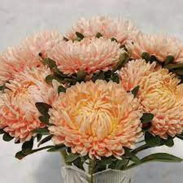 Asteres Chinensus Chtisantella Flamingo at Sunset