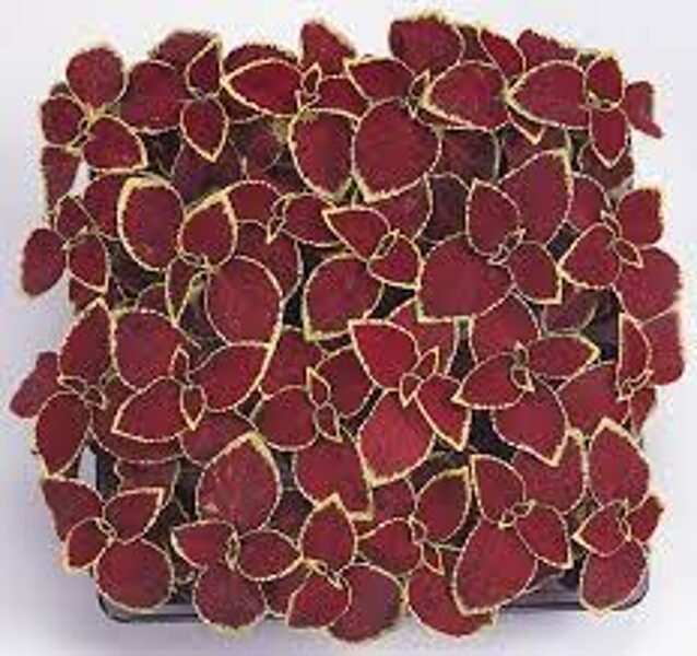 Skaistnātrīte Wizard Scarlet