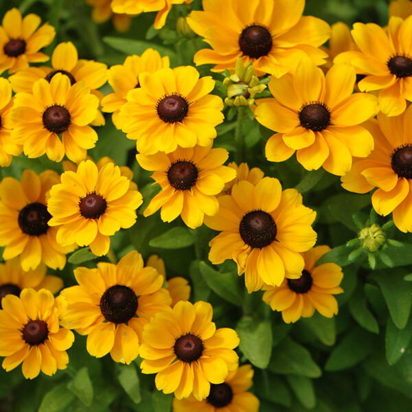 Rudbekijas Toto Gold